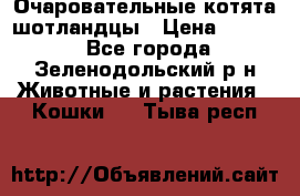 Очаровательные котята шотландцы › Цена ­ 2 000 - Все города, Зеленодольский р-н Животные и растения » Кошки   . Тыва респ.